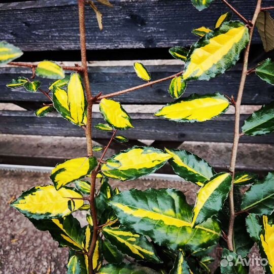 Лох вечнозеленый пестролистный и зелёный лист