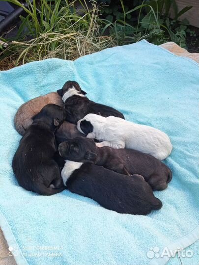 Щенок в добрые руки бесплатно