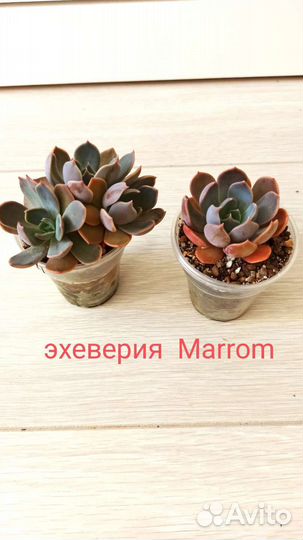 Суккуленты разные