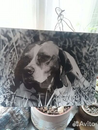 Фото- картина СССР. Поинтер