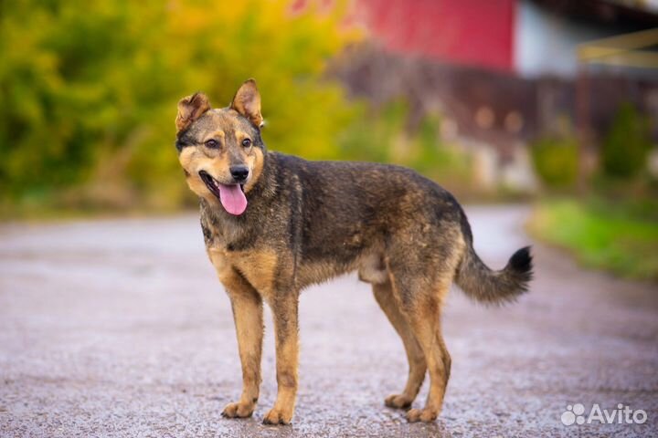 Собака в добрые руки 3 года