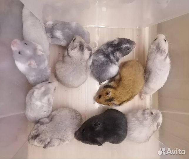 Сирийские хомячки редких окрасов. Носители дюльта