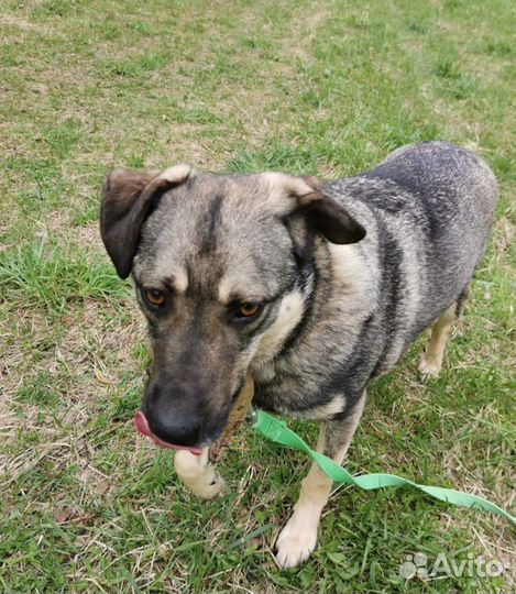 Собака в добрые руки, Ярик