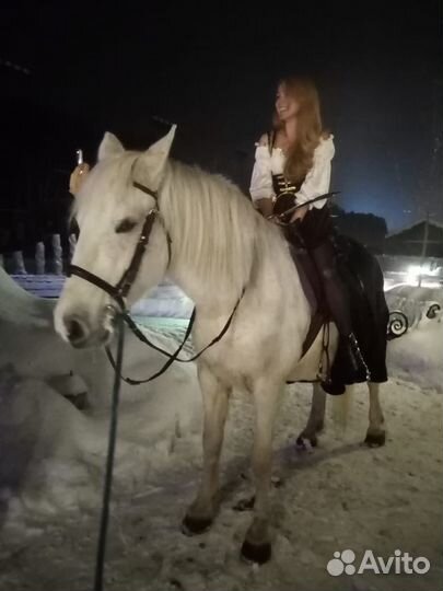 Кобылы тяжеловозные, пони, кареты, тележки, сани