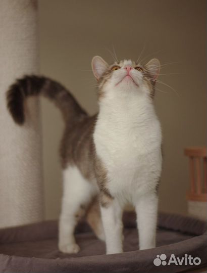 Отдается кошка