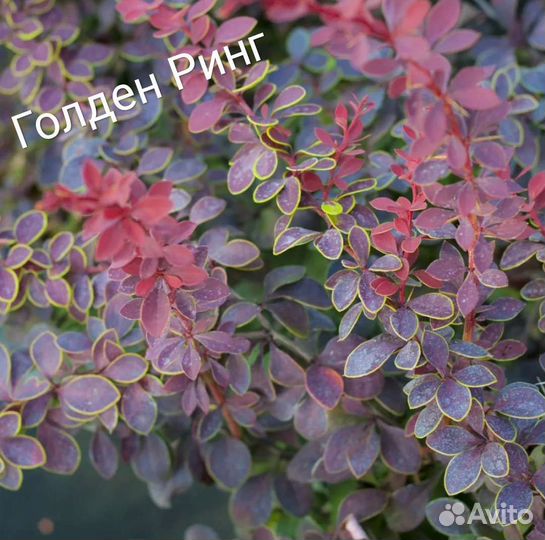 Барбарис. Пузыреплодник