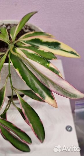 Хойя Лори Лин подрощенная