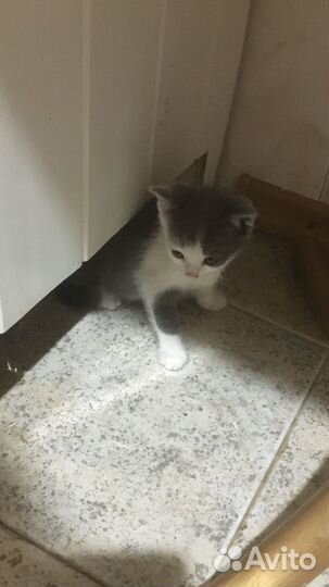 Котята в добрые руки даром