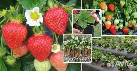 Рассада клубники