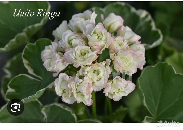 Герань пеларгония розебудная uaito ringu