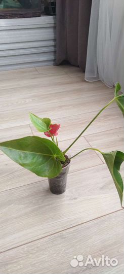 Антуриум красный