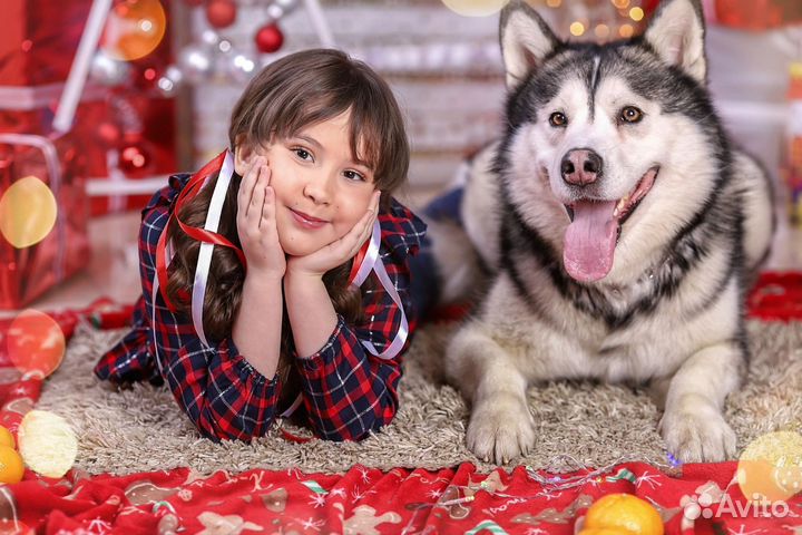 Аренда собаки для фотосессии