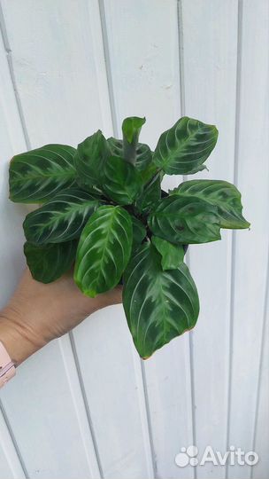 Маранты разные