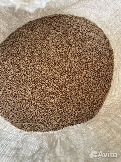 Пшеница, ячмень, овес