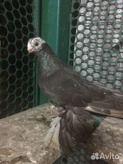 Продам узбекских голубей