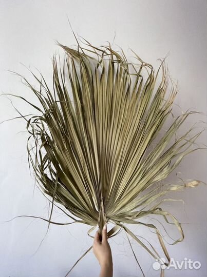 Пальмовые листья