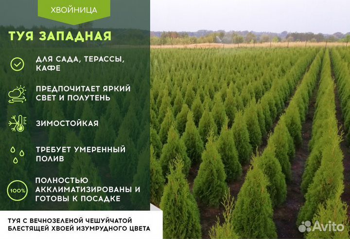 Смарагд,Колумна,Брабант в ассортименте