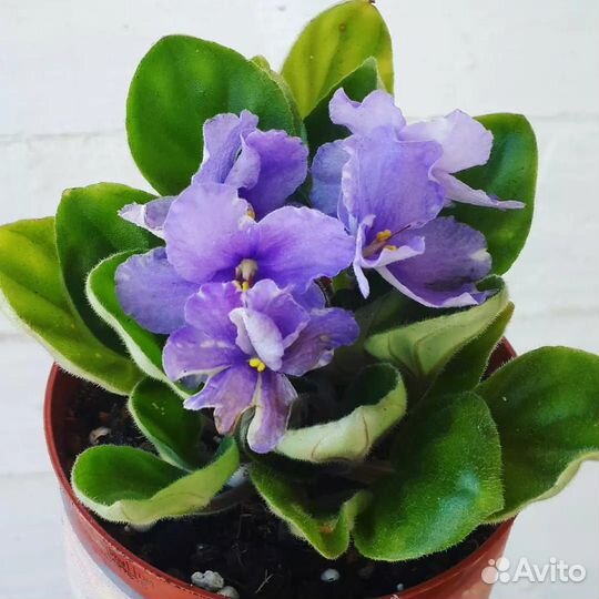 Фиалки. Фиалка. Детки