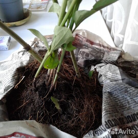 Клематис белый