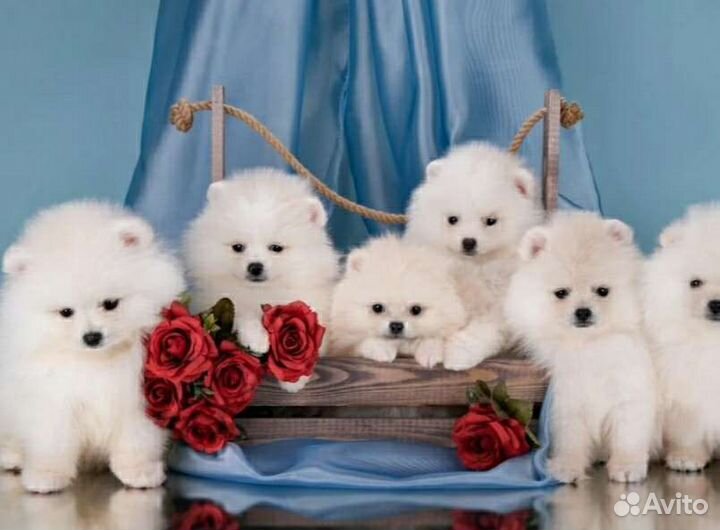 Щенки шпица