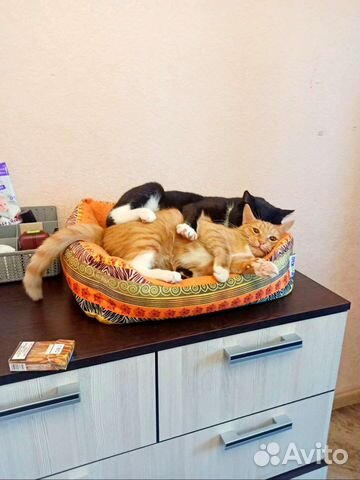 Молодая семейная пара возьмёт ипотеку