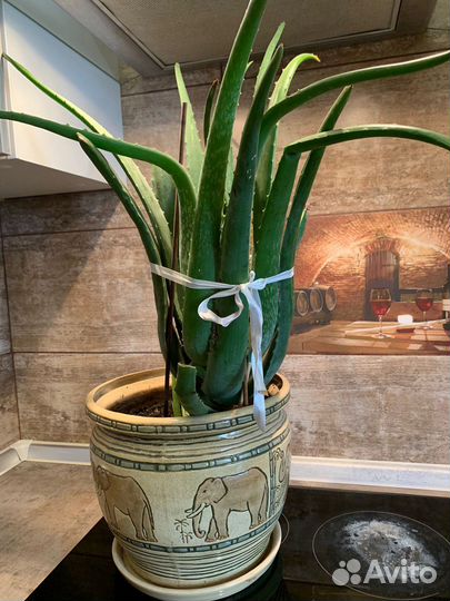 Алое лечебный