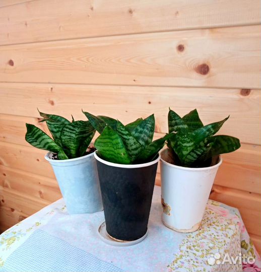 Сансевиерия Ханни очиститель воздуха