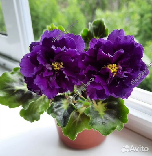 Фиалки(детки)