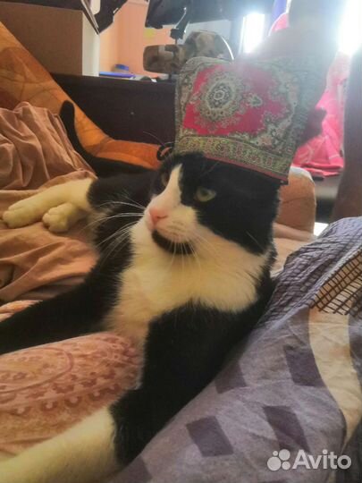 Кот взрослый