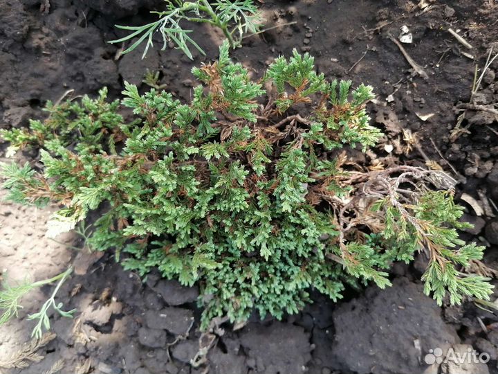 Можжевельник