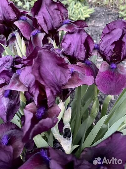 Ирисы карликовые
