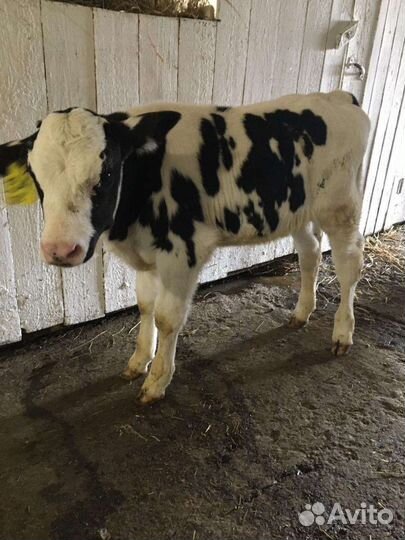 Бычки и тёлочки