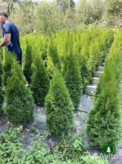 Туя экстра на участок из своего питомника