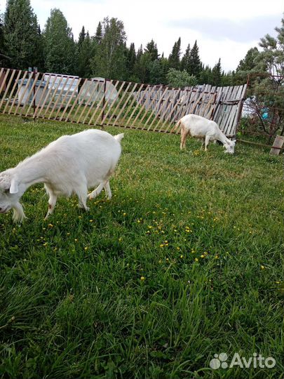 Зааненская дойная коза