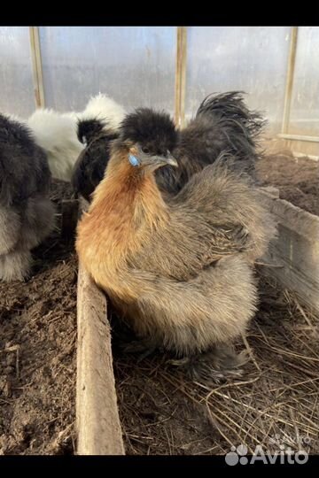 Цыплята породистых куриц шелки