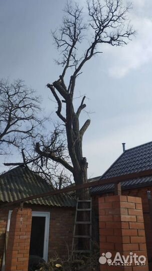 Спил деревьев