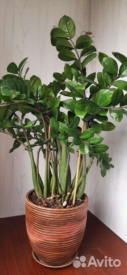 Зомиакулькас