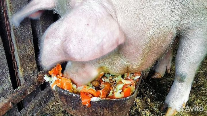 Отходы для свиней