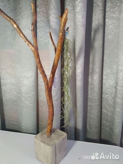 Тилландсия