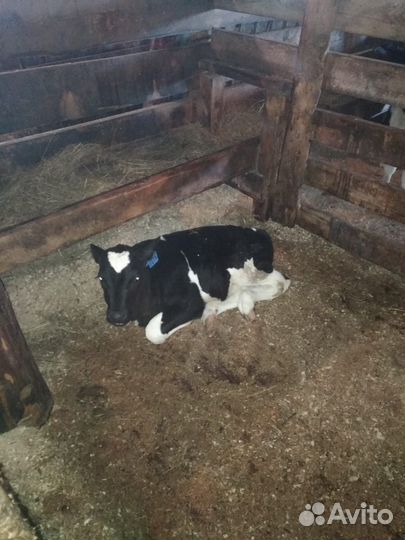 Крс Телята мясные