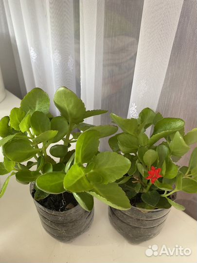 Комнатные цветы каланхоэ