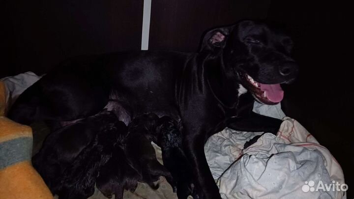 Щенки питбуля