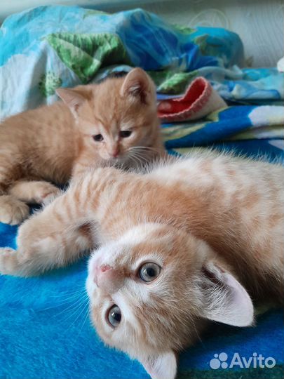 Кошки в добрые руки