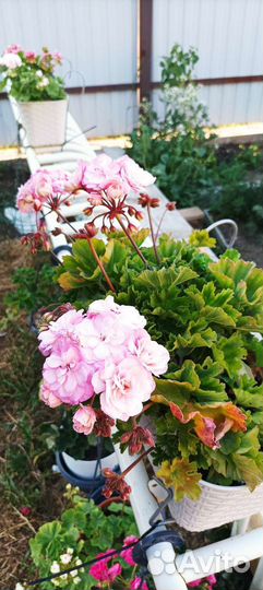 Герань пеларгония