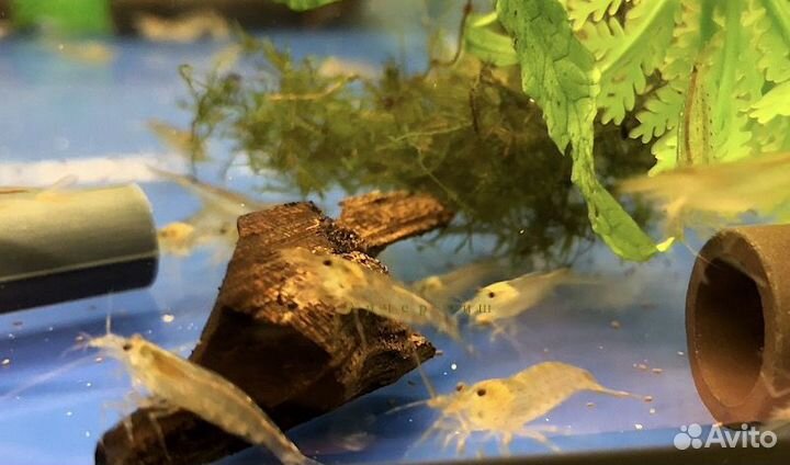 Пресноводные Креветки и Раки и Крабы