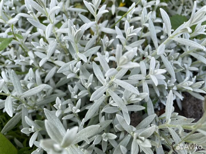 Почвопокровные растения