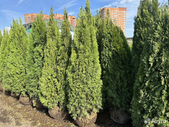 Туя Смарагд Экстра