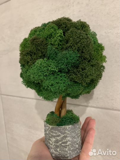 Кашпо из стабилизированного мха