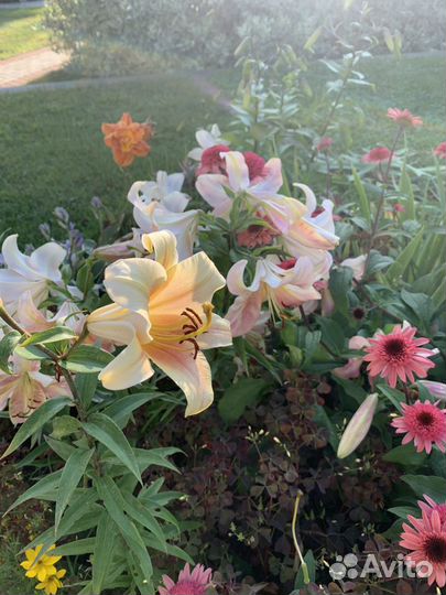 Услуги садовника