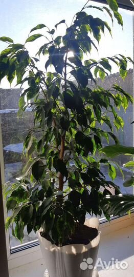 Фикус бенджамина
